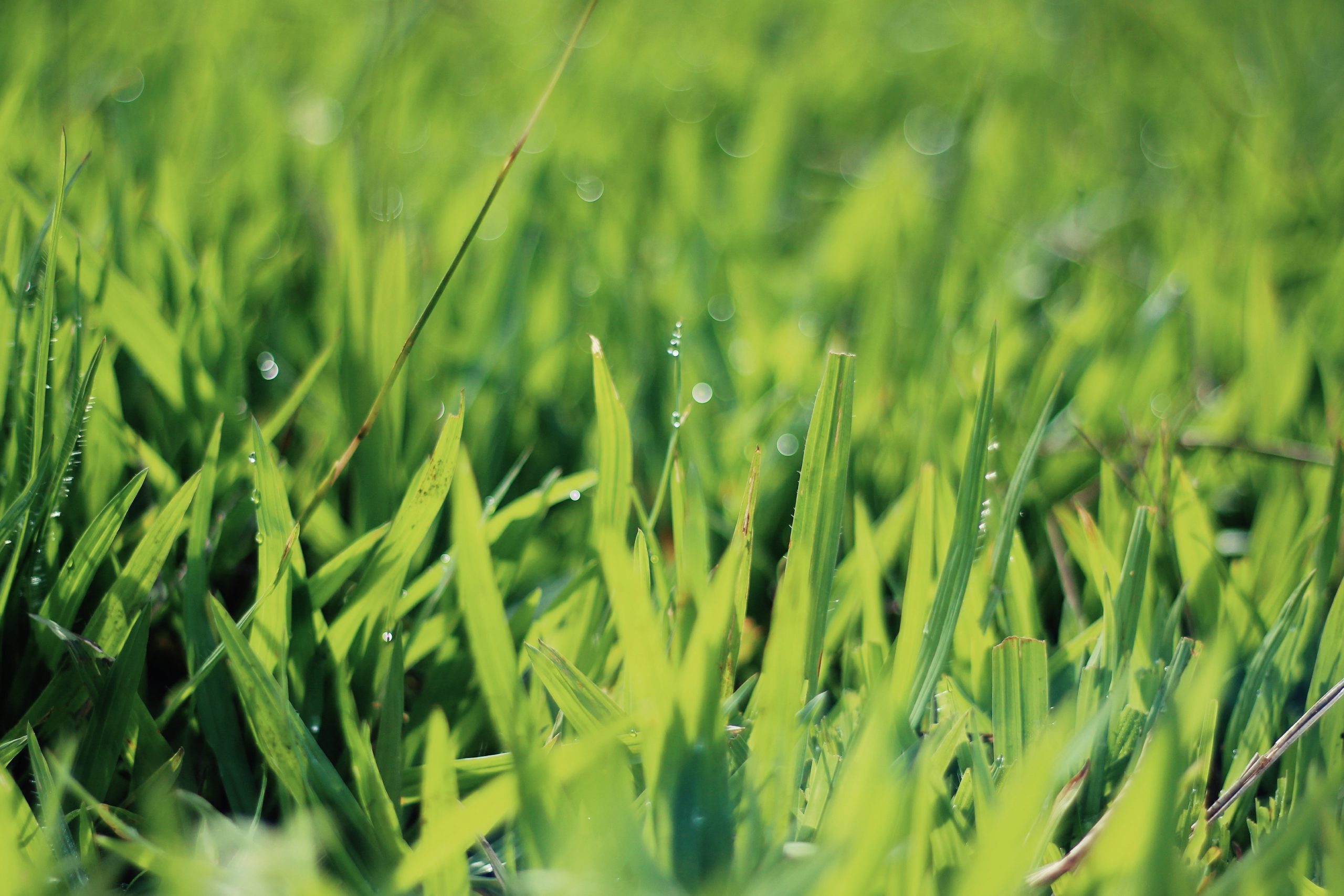 Lawn Doctor 3