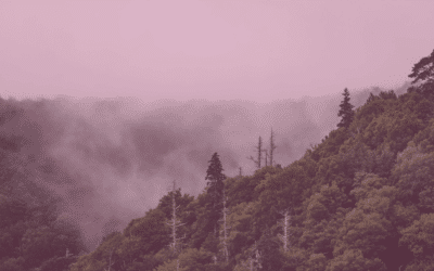 Demystifying Backlinks vs Referring Domains