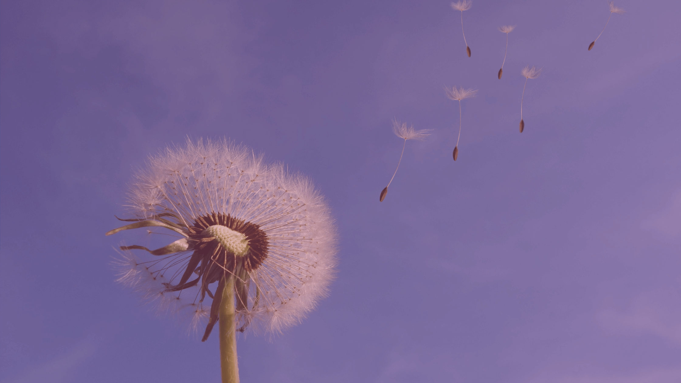 What is Fluff Writing and Why it Matters BASE Search Marketing