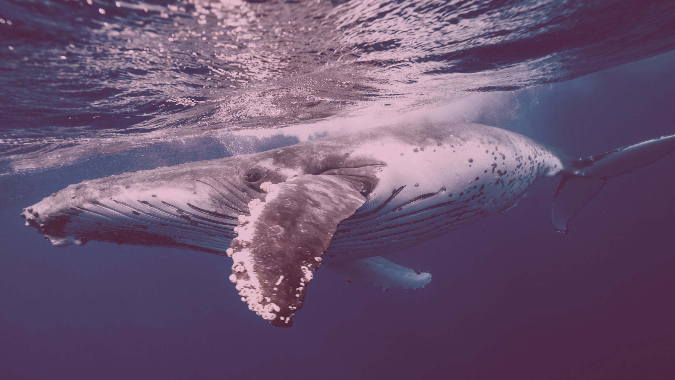 How to Master Barnacle SEO for Instant Search Visibility